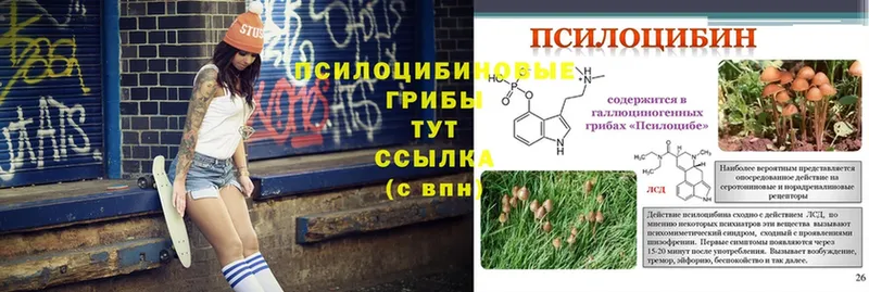 Галлюциногенные грибы Psilocybe  hydra ONION  Грязовец 